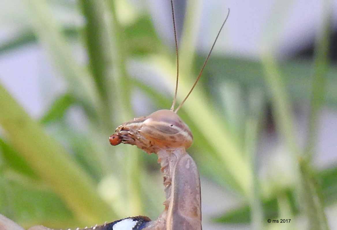 aiuto per Mantis religiosa
